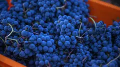 The Arcadia vineyards produce between 120,000 and 150,000 bottles per year.