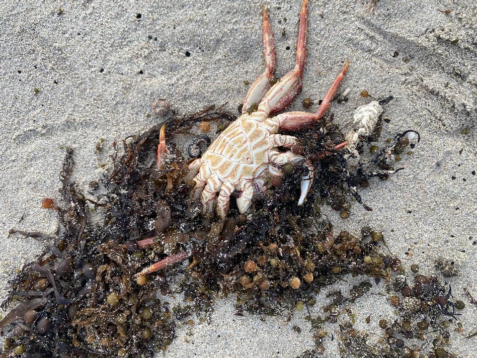 The algal bloom has devastated marine life, disrupted the fishing industry and threatened a cherished rite of Australian life: going to the beach.