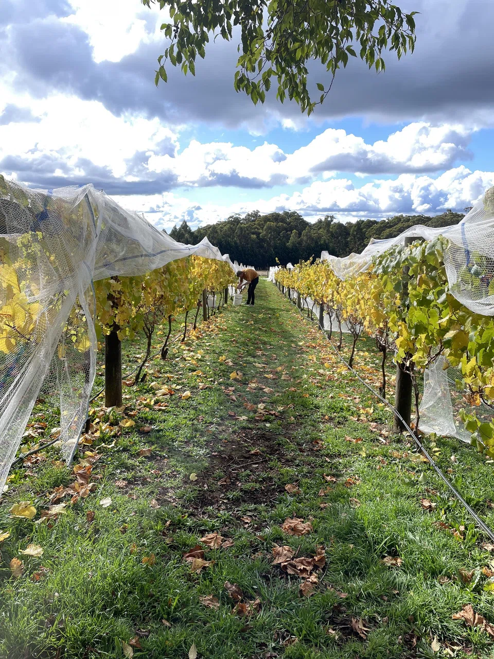 Dairy Flat Farm's vineyard.