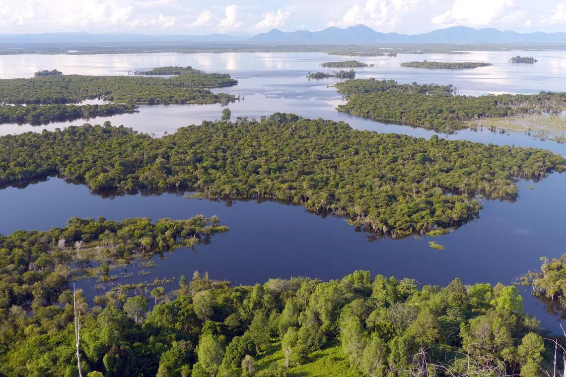 The province of Kalimantan, Indonesia, has a critical concentration of tropical forests which constitutes an important carbon sink supplying carbon credits.