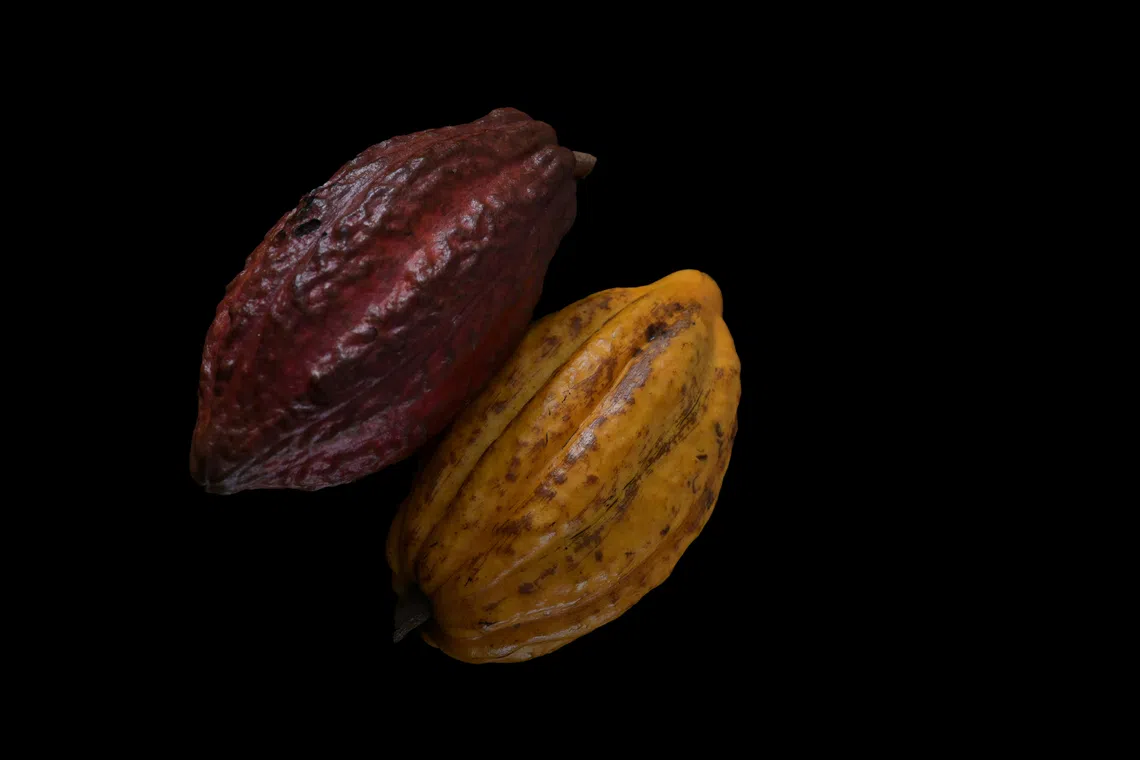 JB Foods notes that the market for cacao beans continues to experience price volatility, although prices have gradually eased from highs in 2024. 
