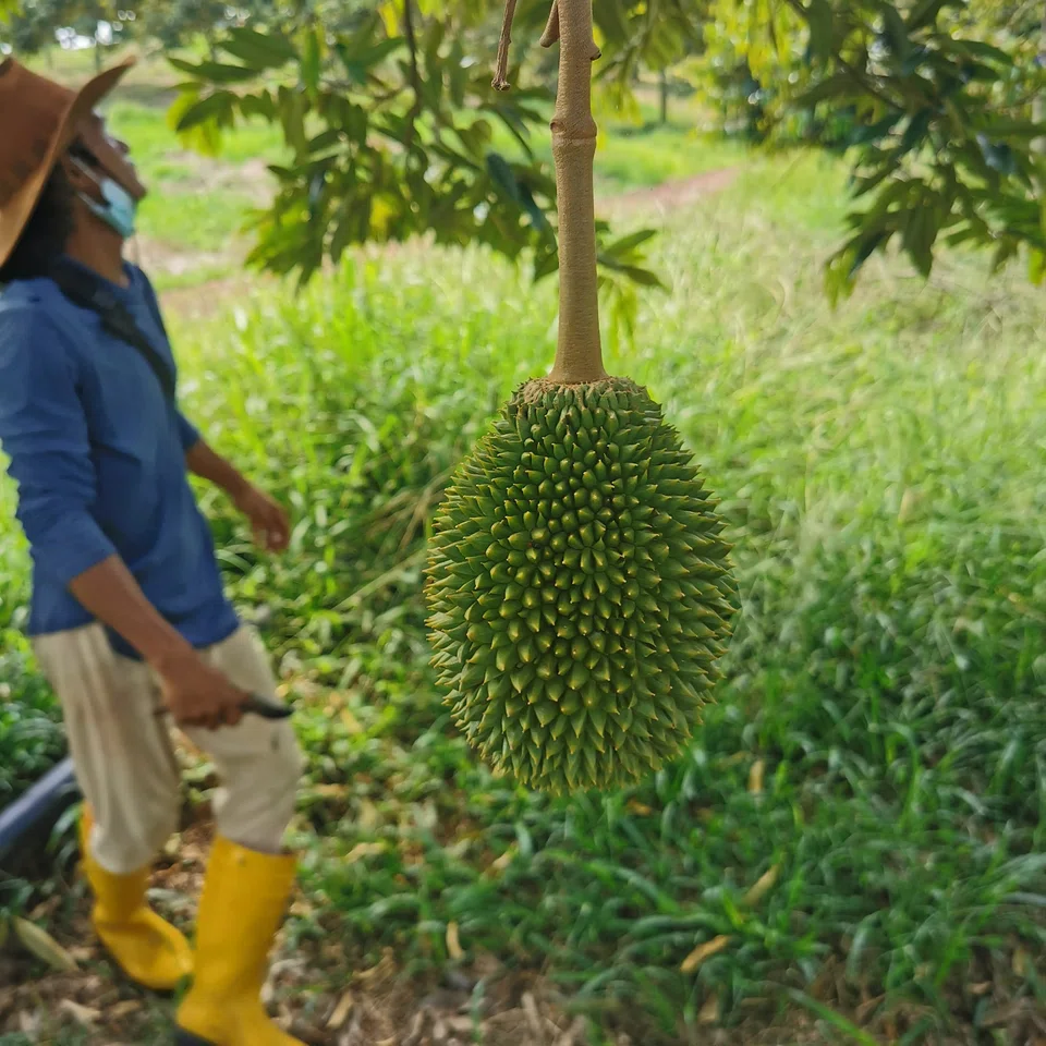 A mature and healthy Musang King tree could yield 150 to 200 fruits a year but younger trees have lesser yield.