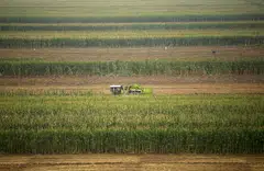 If the conflict lasts over 40 days and input costs remain high, farmers may reduce inputs, plant less, or switch crops, leading to lower future yields and affecting food supply and prices for the rest of this year and next.