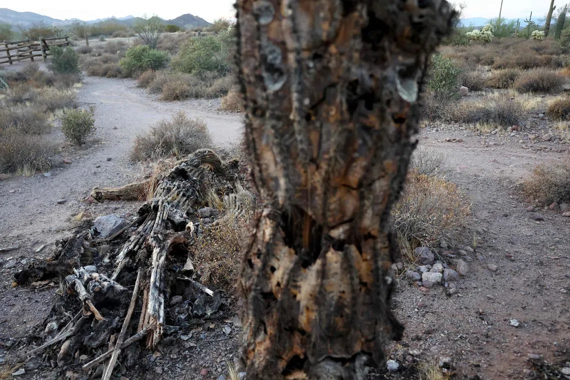 A fallen saguaro cactus decays in the Sonoran Desert near Arizona, US, Aug 2. The cacti are under stress from extreme heat during Arizona’s brutal summer. Heatwaves capture the headlines but globally, cold causes far more deaths. 