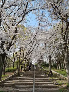 Tsurumi Ryokuchi Park is mesmerising during sakura season.