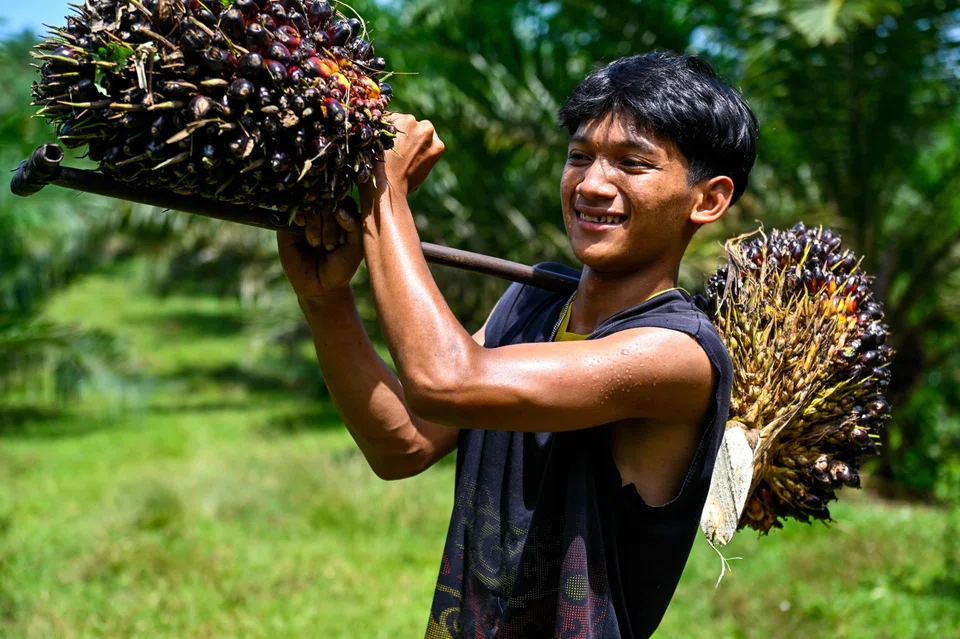 A palm oil worker in Indonesia. "We are looking beyond tomorrow," says Olivier Tichit of Musim Mas.  "How do we keep the youth now on the farm? How do we make it so that they will have a good living income and be better equipped to be better farm managers?"