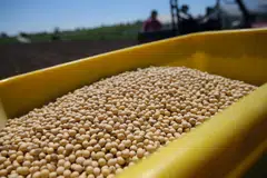 American farmers have said that the stalemate leaves them headed towards a financial precipice, but US government data suggests that Chinese buyers are standing pat. 