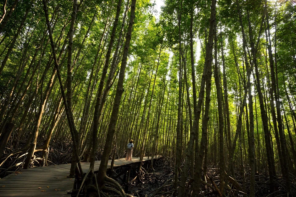 Nature-based solutions include protection and restoration of mangrove areas which help shield coastal communities from storm surges.