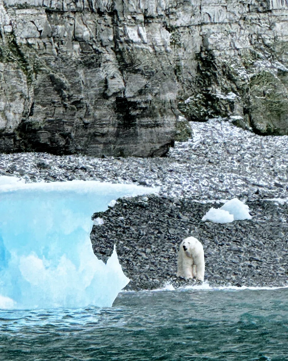A polar bear at Prince Leopold Island.