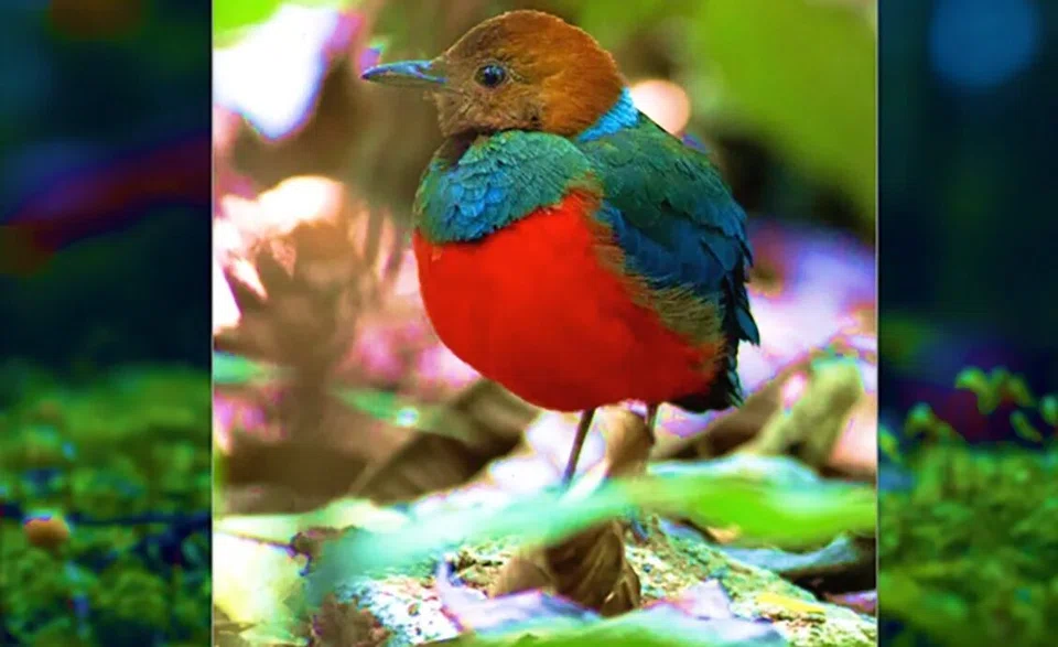 The total populations of wildlife species have plummeted 68 per cent between 1970 and 2016, and one million animal and plant species now face extinction.