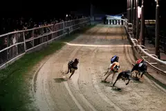 New Zealand, along with the US, Ireland, Australia and Britain, is one of only five countries where commercial greyhound racing is still allowed.