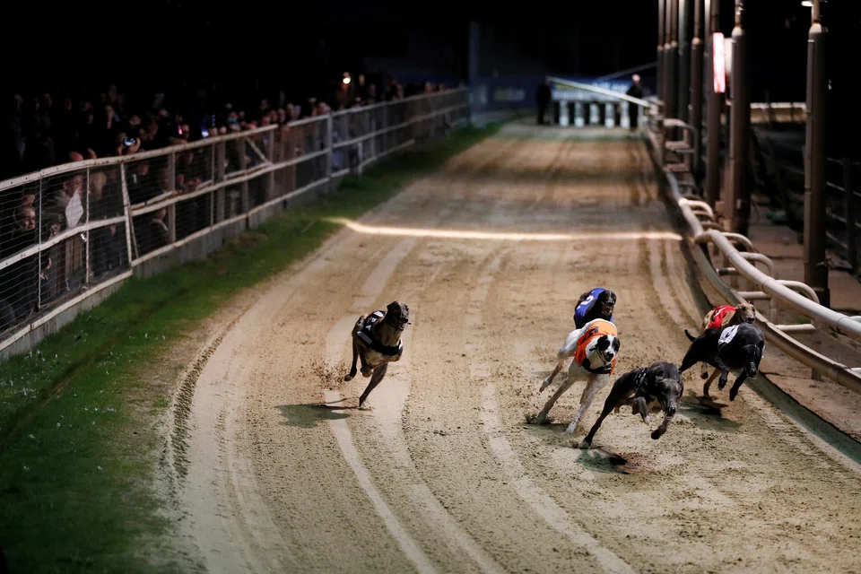 New Zealand, along with the US, Ireland, Australia and Britain, is one of only five countries where commercial greyhound racing is still allowed.