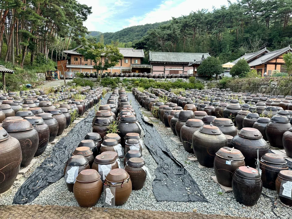 Kisoondo’s clay jars hold precious soya sauce at different stages of fermentation.
