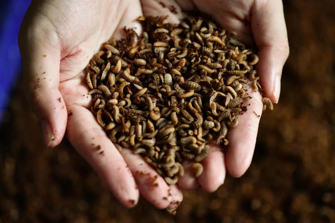 Munching maggots help Insectta secure lucrative biomaterial