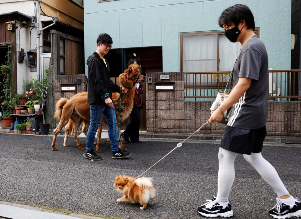 After a round of brushing and combing, the woolly natives of South America are ready for their day: spending time with visitors who pay 1,000 yen (S$9.40) for 30 minutes petting them.