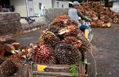  A trespass notice had been issued to FGV and Felda to remove assets from 10 plantations covering 15,000 hectares in the state.