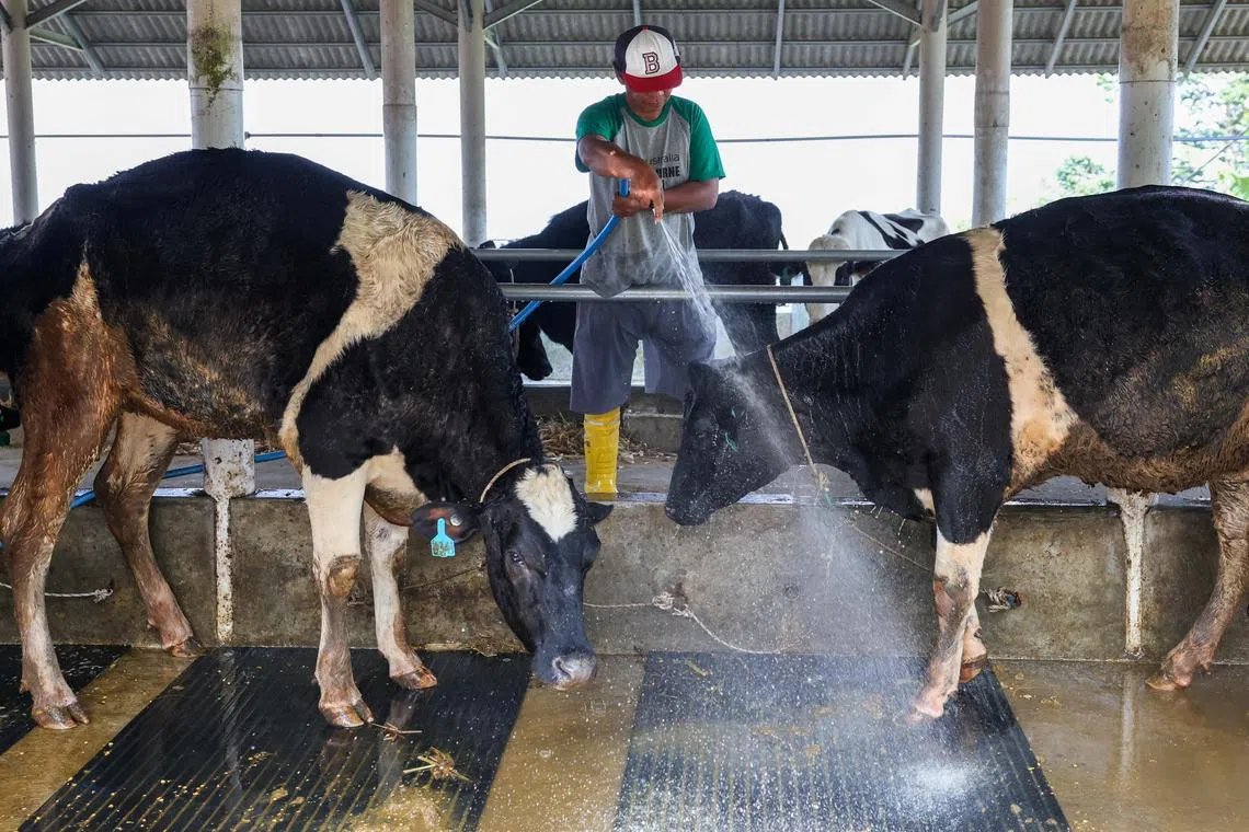 Several industry experts have expressed scepticism over the structure of the plan as well as the country’s readiness to manage a massive influx of cattle.