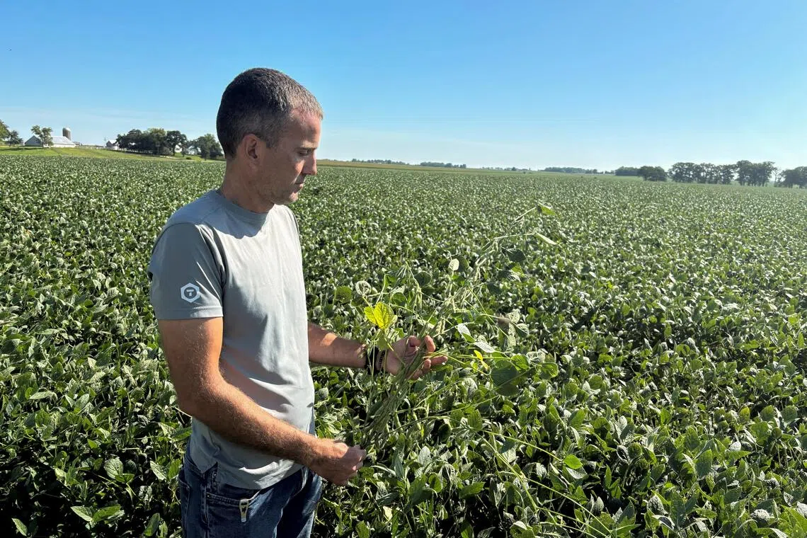 US farmers, who struggled with low prices for most of the summer and into the fall harvest, accelerated sales of their 2025 soybean harvest during the rally. 