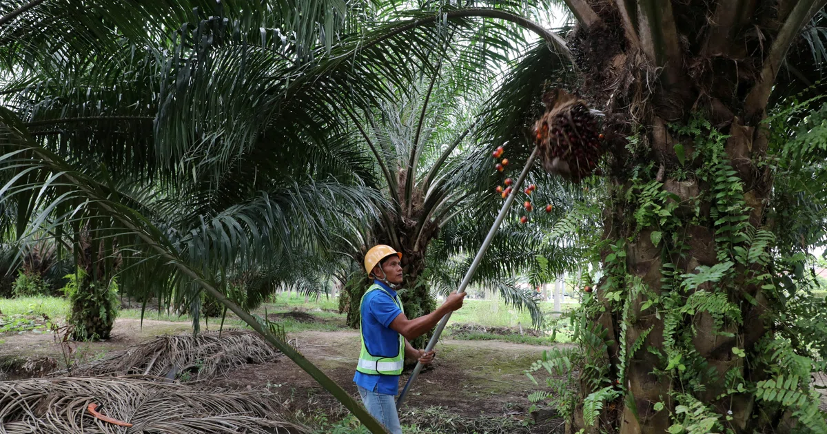 Malaysia seeks to shield farmland from AI and chipmaking booms