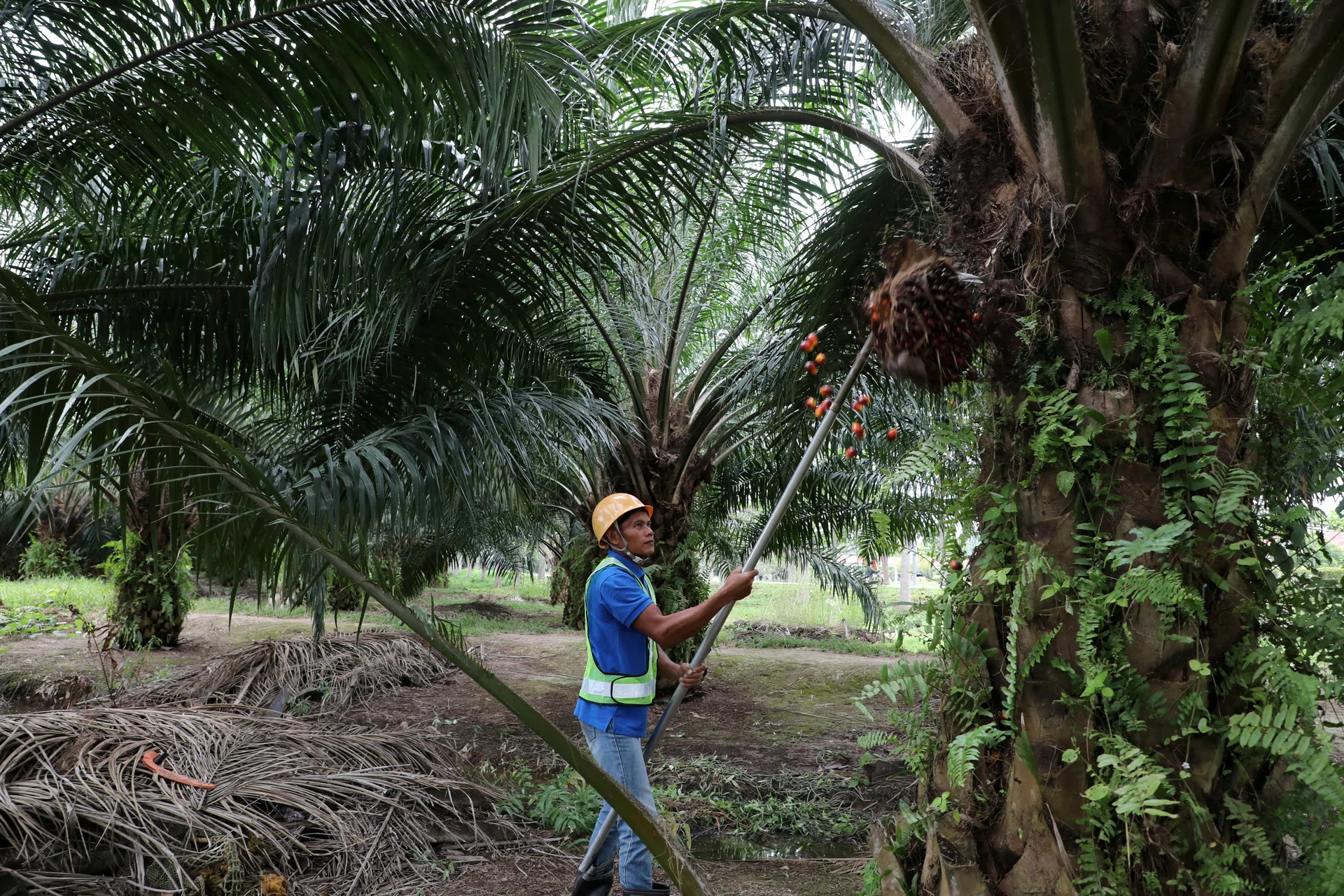 Malaysia seeks to shield farmland from AI and chipmaking booms