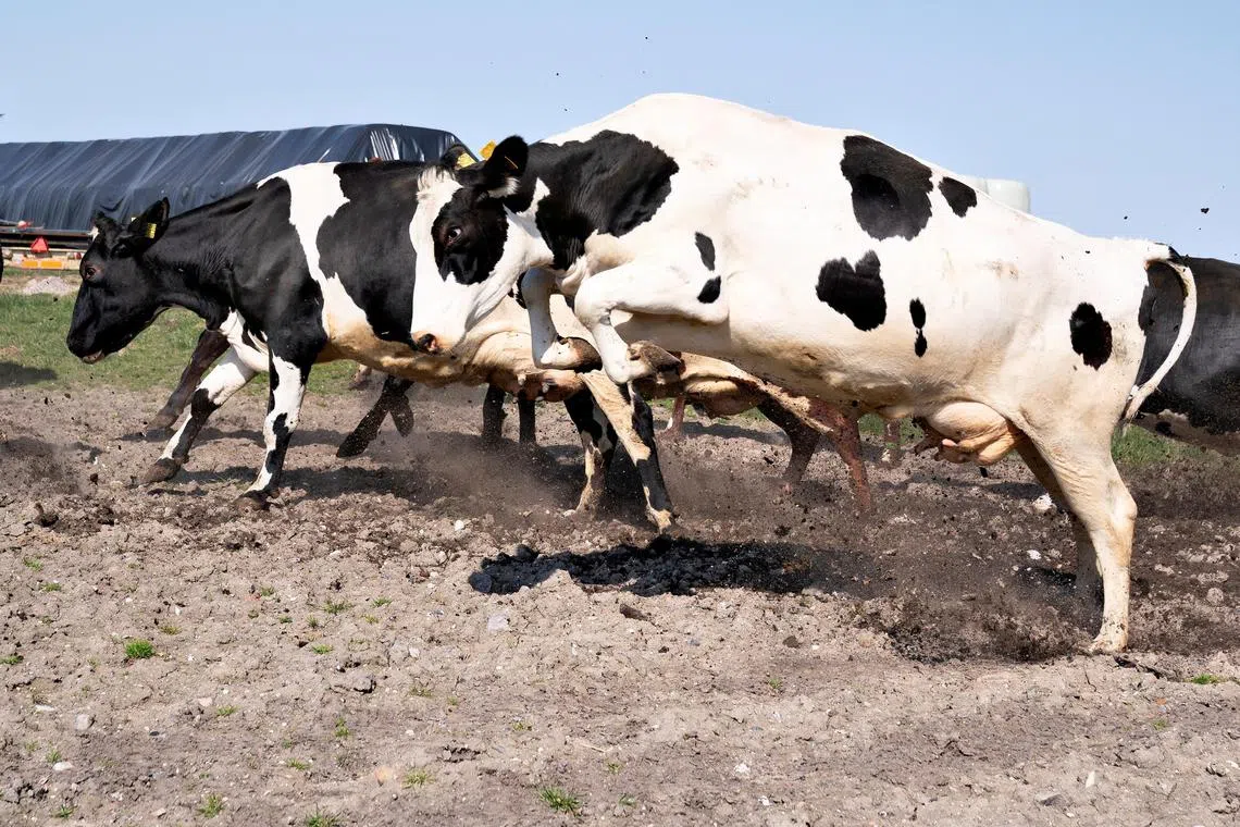From 2030, methane emissions caused by flatulence from cattle and pigs will be taxed at a rate of 300 kroner (S$58) per tonne of CO2 equivalent.
