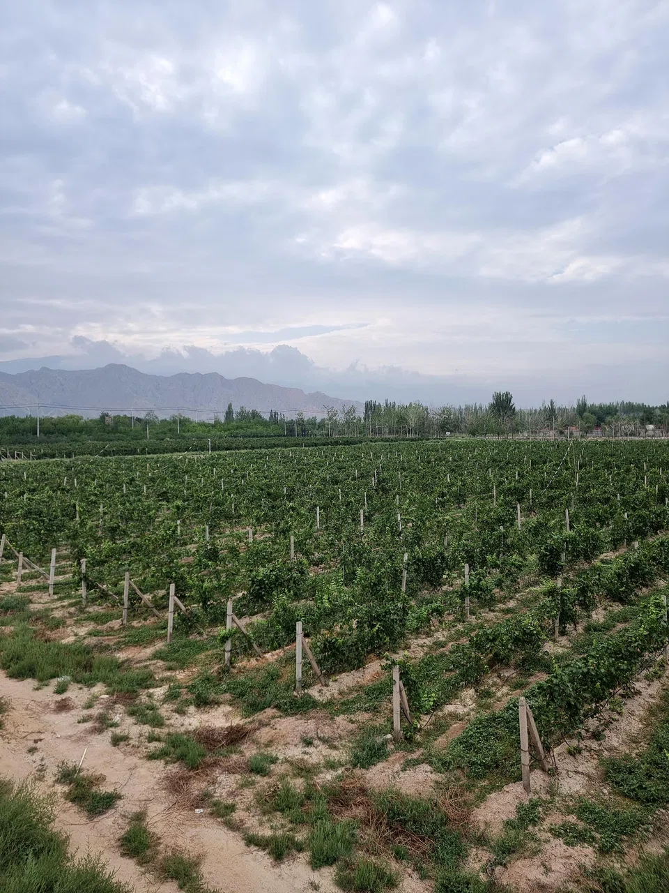 The view from the Kanaan winery in Ningxia.