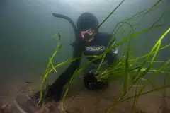 Six hectares of seabed and more than 100,000 eelgrass shoots have been planted on the seabed since the transplants began in 2020.