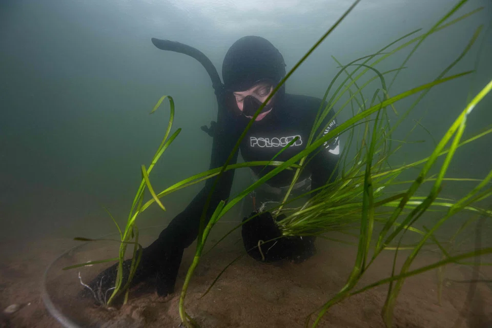 Six hectares of seabed and more than 100,000 eelgrass shoots have been planted on the seabed since the transplants began in 2020.