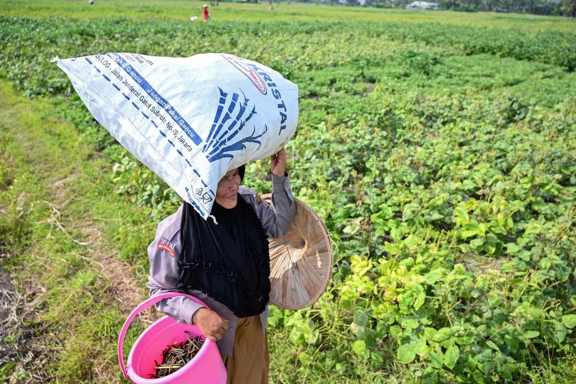 A farmer carries a sack of green beans during a harvest session at a field in Darul Kamal, Aceh province, July 28, 2023. Changes in land use, fossil-fuel-heavy energy production, and growing consumption mean Indonesia is now the fourth-largest annual emitter of greenhouse gasses.