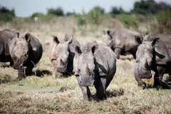 John Hume's heavily guarded farm, at an undisclosed location in North West province, has around 2,000 southern white rhinos – a species that was hunted to near extinction in the late 19th century.