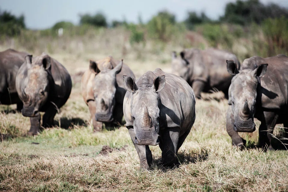 John Hume's heavily guarded farm, at an undisclosed location in North West province, has around 2,000 southern white rhinos – a species that was hunted to near extinction in the late 19th century.