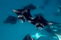 Manta rays feeding in the Hanifaru Bay Marine Protected Area in the Maldives. The Asia-Pacific region is home to almost half the world’s richly biodiverse areas.