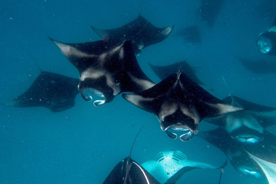 Manta rays feeding in the Hanifaru Bay Marine Protected Area in the Maldives. The Asia-Pacific region is home to almost half the world’s richly biodiverse areas.