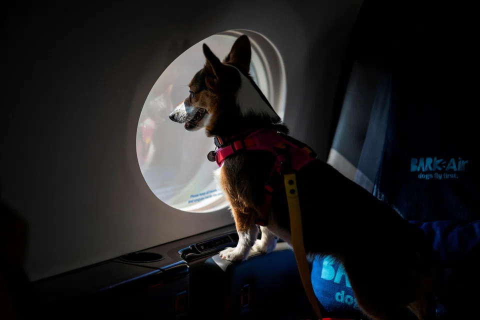 A dog looks out from a plane’s window during a press event introducing Bark Air, an airline for dogs, at Republic Airport in East Farmingdale, New York, May 21, 2024..