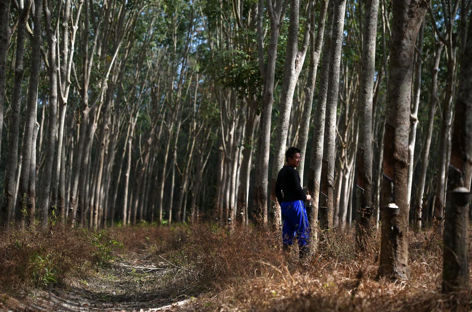 A small rubber plantation in Thailand. The rubber industry has undergone significant transformation in recent years. The adoption of digital traceability and compliance platforms has enabled greater accountability, operational efficiency, and smallholder inclusion.