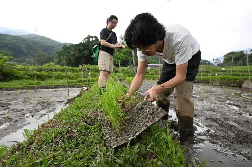 Verdant curves of rice crops snaked around Hong Kong’s hilly landscapes more than 50 years ago.