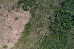 An area of 666 sq km was destroyed in the Amazon last month, up 33 per cent from the 500 sq km lost in July 2023.