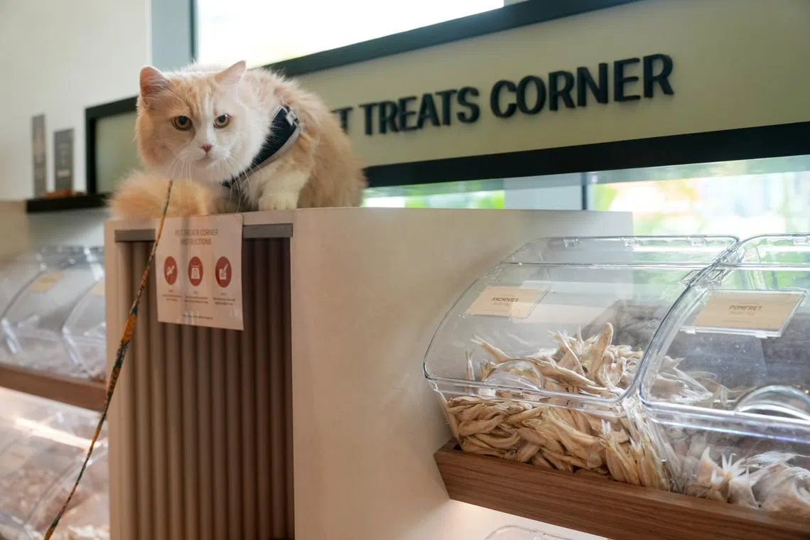 Holland Village is full of buzz and is pet-friendly, thanks mainly to the new One Holland Village development. But the area has lost its quirky mix of shops.