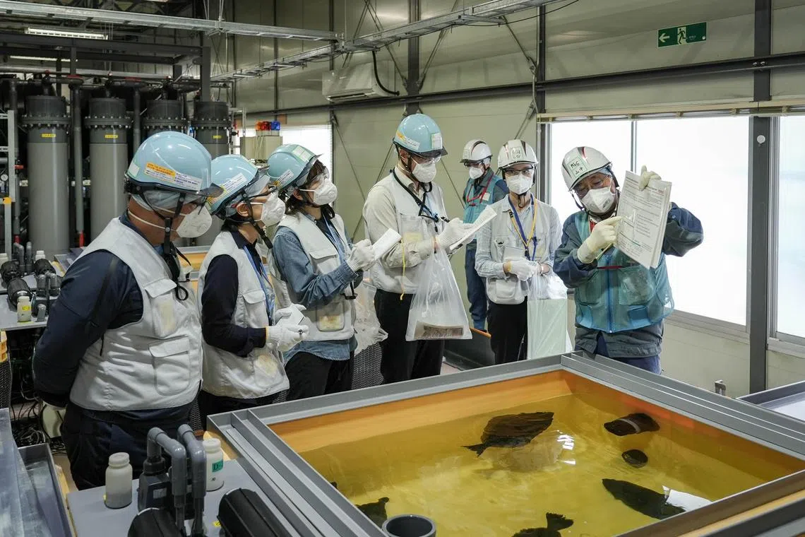 A look inside the marine organisms rearing test facility at Fukushima Daiichi nuclear power plant on June 28, 2024. Plant operator Tepco wants to show the world that water being discharged after treatment from the nuclear plant – the site of the 2011 nuclear disaster – is safe and has no negative impact on life underwater.