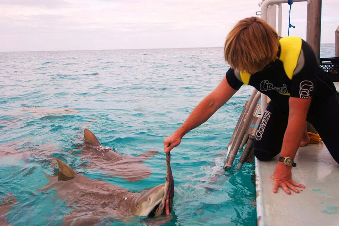 Television's human shark baits return