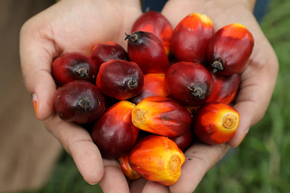 Indonesia’s Oil Palm Farmers Union supports the government’s ban on palm oil exports, calling it a temporary measure that was needed to ensure supply and affordability of cooking oil in the domestic market.