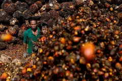 A slowdown in China's economy  could mean less investment in Indonesia's infrastructure sector, but what would hurt the Southeast Asian country more is the export ban of palm oil