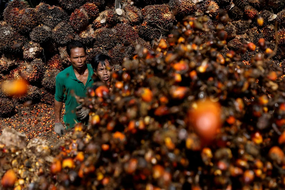 A slowdown in China's economy  could mean less investment in Indonesia's infrastructure sector, but what would hurt the Southeast Asian country more is the export ban of palm oil