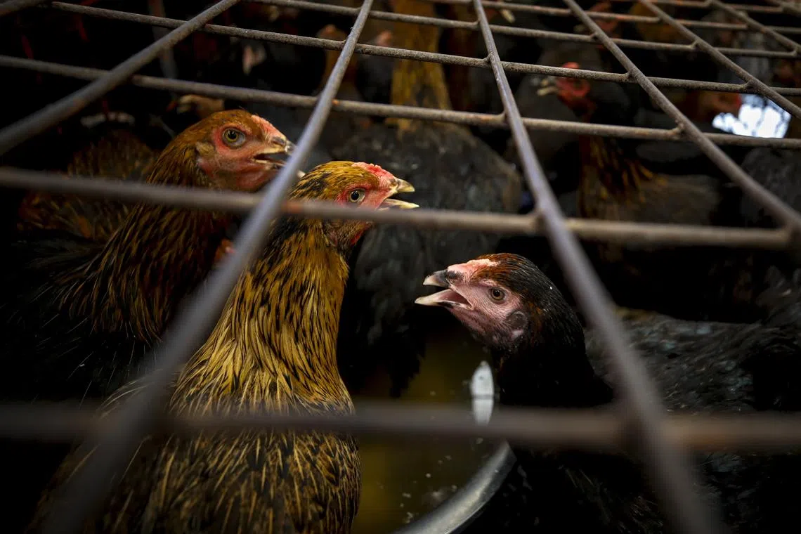 Malaysia lifted the ban partially in mid-June to allow poultry importers in Singapore to resume bringing in live kampung and black chickens.