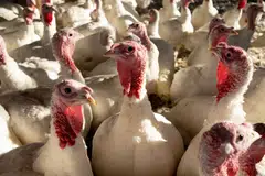Prices for turkey hens are nearly 30 per cent higher than a year ago and 80 per cent above pre-pandemic costs. 