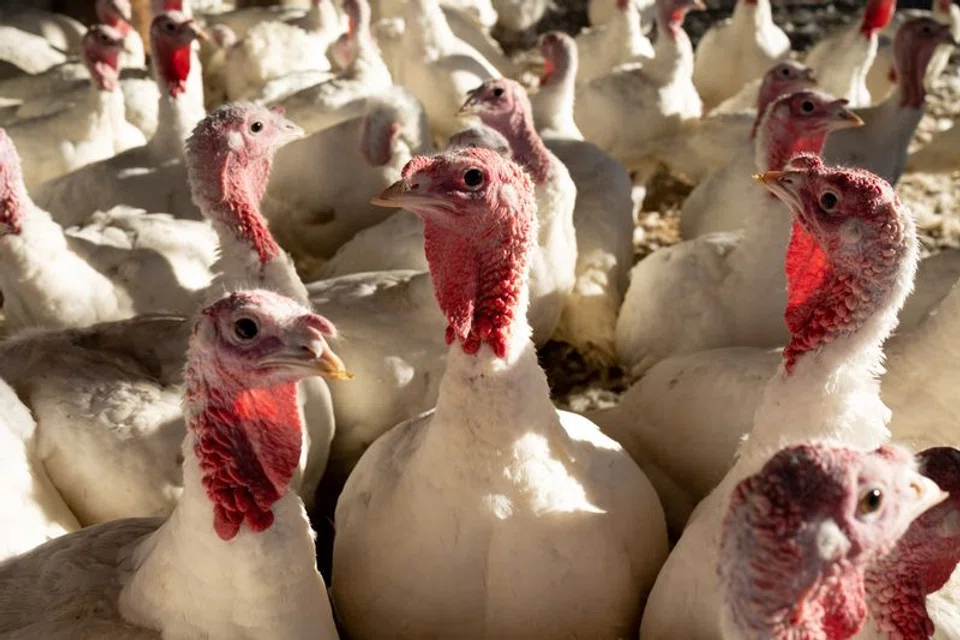 Prices for turkey hens are nearly 30 per cent higher than a year ago and 80 per cent above pre-pandemic costs. 