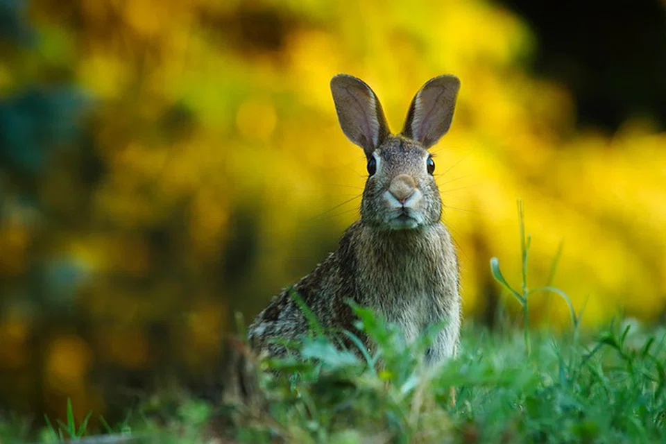 Rabbits' ability to rotate their ears by 270 degrees and their 360-degree vision can be likened to how ESG can help portfolios mitigate risks and sniff out opportunities.