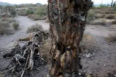 A fallen saguaro cactus decays in the Sonoran Desert near Arizona, US, Aug 2. The cacti are under stress from extreme heat during Arizona’s brutal summer. Heatwaves capture the headlines but globally, cold causes far more deaths. 