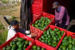 People work in an avocado plantation, Jalisco, Mexico, Jan 30, 2025. A gamut of products - ranging from automobiles and avocados from Mexico, to fowl and petroleum from Canada and iPhones from China - will be affected by Donald Trump's tariffs.