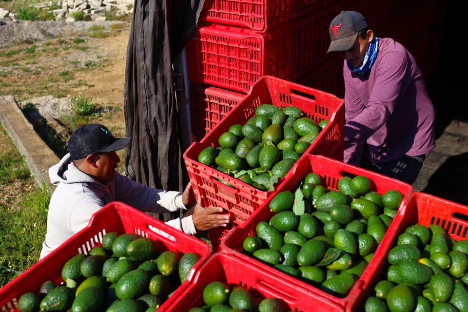 People work in an avocado plantation, Jalisco, Mexico, Jan 30, 2025. A gamut of products - ranging from automobiles and avocados from Mexico, to fowl and petroleum from Canada and iPhones from China - will be affected by Donald Trump's tariffs.